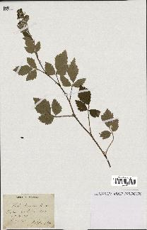 spécimen de Rubus tomentosus