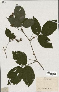 spécimen de Rubus sp.