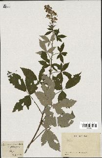 spécimen de Rubus sp.