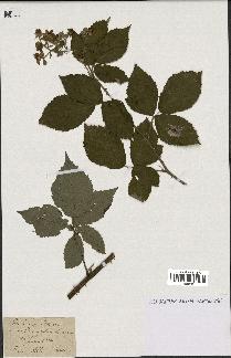 spécimen de Rubus pubescens