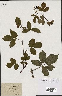 spécimen de Rubus nitidus