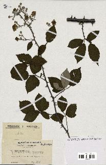 spécimen de Rubus ulmifolius