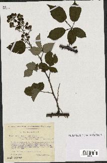 spécimen de Rubus ulmifolius