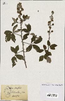 spécimen de Rubus ulmifolius