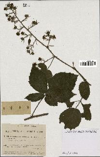 spécimen de Rubus coronatus