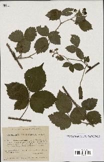 spécimen de Rubus curvatus