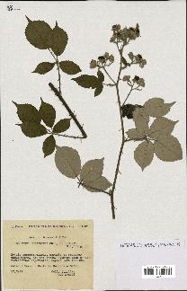 spécimen de Rubus cuspidiferus