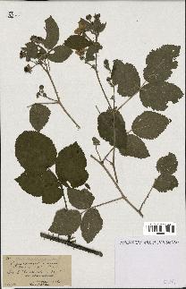 spécimen de Rubus sprengelii x caesius