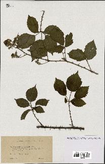 spécimen de Rubus lejeunei