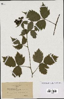 spécimen de Rubus multifidus