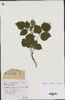 spécimen de Rubus fruticosus