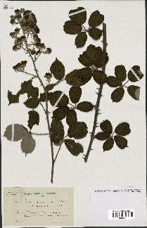 spécimen de Rubus propinquus