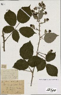 spécimen de Rubus propinquus