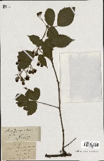 spécimen de Rubus propinquus