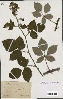 spécimen de Rubus propinquus