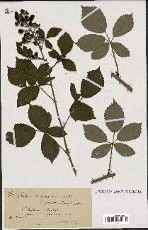 spécimen de Rubus propinquus