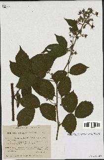 spécimen de Rubus chlorostachys