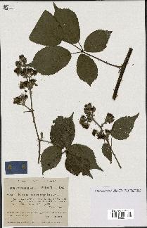 spécimen de Rubus macrophyllus