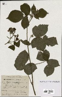 spécimen de Rubus macrophyllus