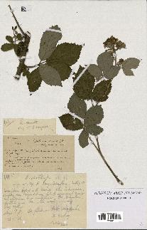 spécimen de Rubus sp.