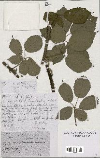 spécimen de Rubus sp.