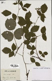 spécimen de Rubus carneistylus