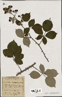 spécimen de Rubus cuspidiferus