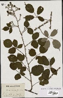 spécimen de Rubus sp.