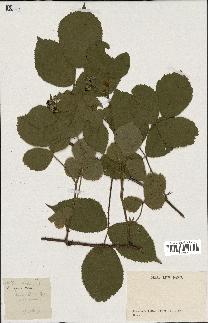 spécimen de Rubus hirtus