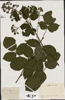 spécimen de Rubus hirtus