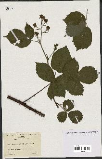 spécimen de Rubus macrophyllus