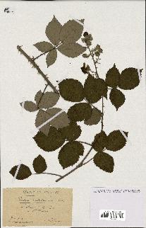 spécimen de Rubus oplothyrsus