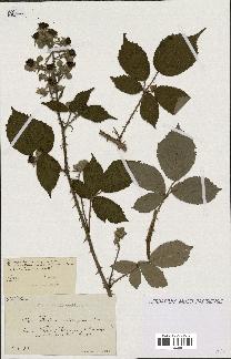 spécimen de Rubus oplothyrsus