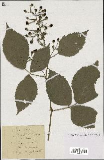 spécimen de Rubus sylvaticus