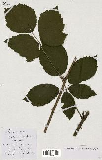 spécimen de Rubus sylvaticus