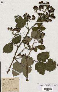 spécimen de Rubus rhamnifolius