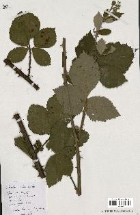 spécimen de Rubus rhamnifolius