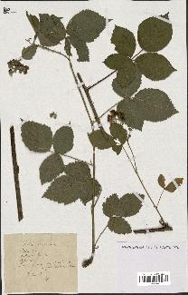 spécimen de Rubus nemorosus