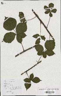 spécimen de Rubus nemorosus