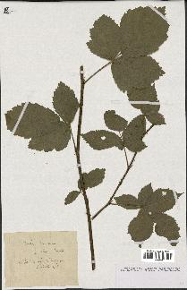 spécimen de Rubus nemorosus