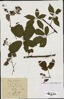 spécimen de Rubus thyrsoideus