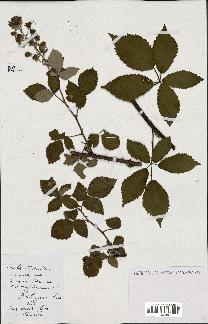 spécimen de Rubus thyrsoideus