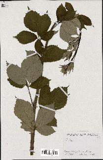 spécimen de Rubus sp.