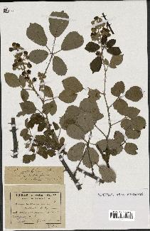 spécimen de Rubus ulmifolius