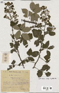 spécimen de Rubus ulmifolius