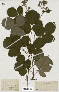 spécimen de Rubus sp.