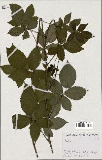 spécimen de Rubus sp.