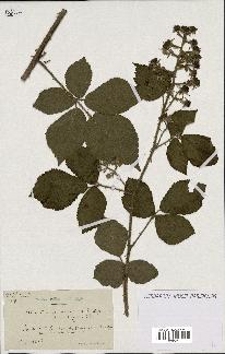 spécimen de Rubus insericatus