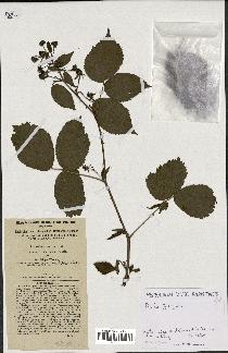 spécimen de Rubus fastigiatus