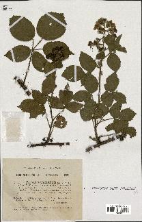 spécimen de Rubus pyramidalis